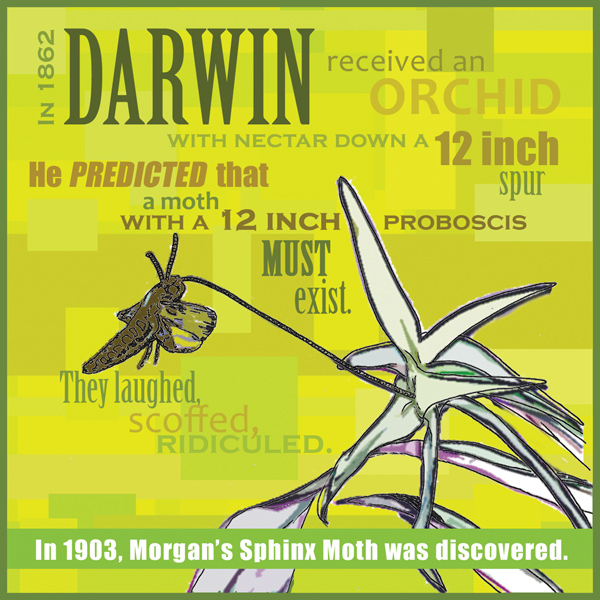Darwin Moth