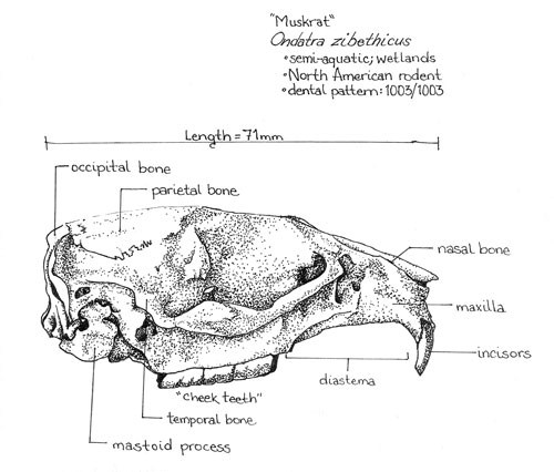 Muscrat Skull