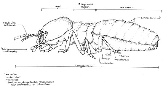 Termite